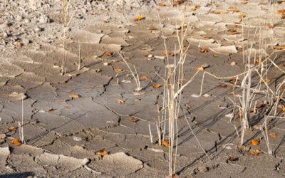 Soil quality assessment after the floods in Valencia: Impact of the DANA on local crops and agriculture